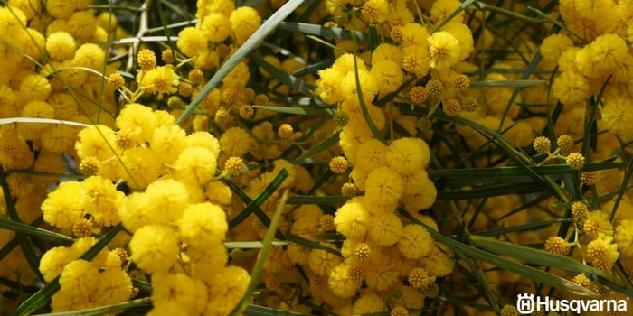 acacia-baileyana-flores
