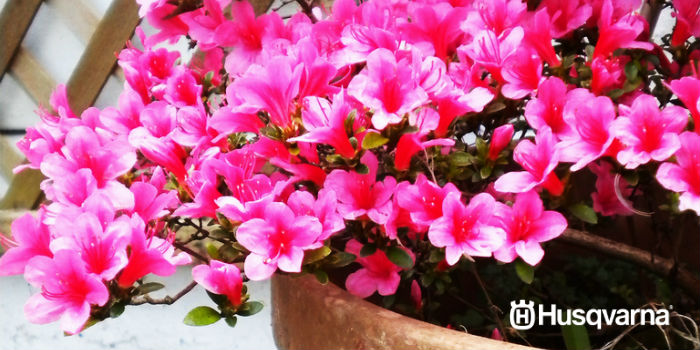 Para una explosión de color y belleza, cultiva la azalea.
