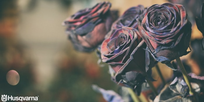 Rosas negras, ¿mito o realidad? Todo lo que necesitas saber.