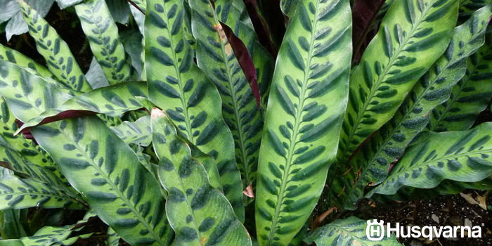 calathea-hojas