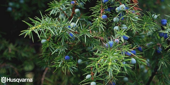 características-juniperus-communis