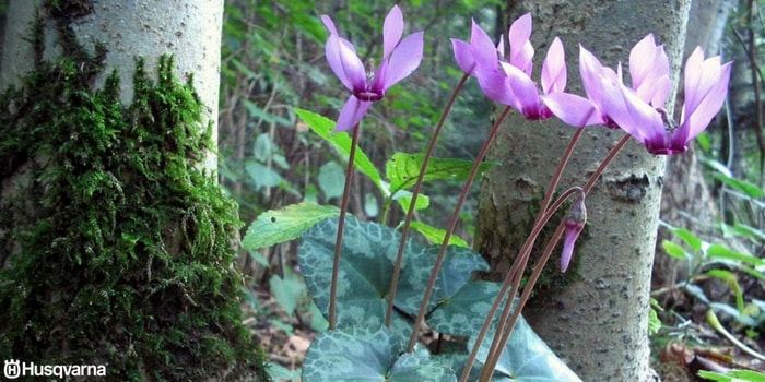 cyclamen-purpurascens