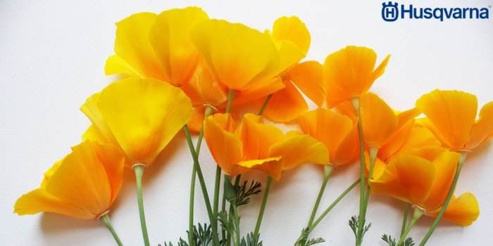 flores-amapola-de-california
