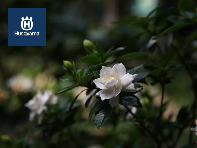 Cuáles son los cuidados que requiere la gardenia?