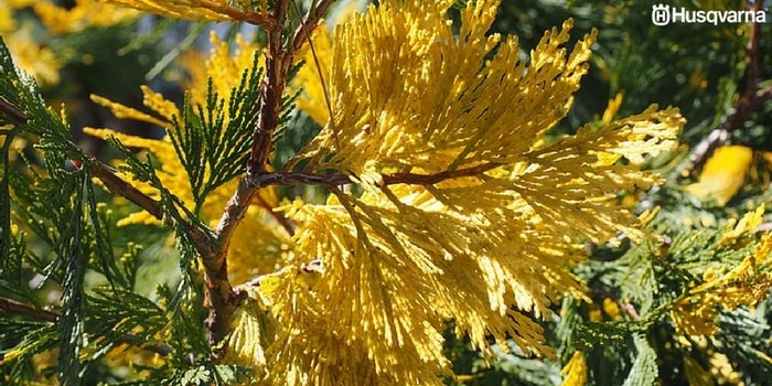 hojas-amarillentas-ciprés