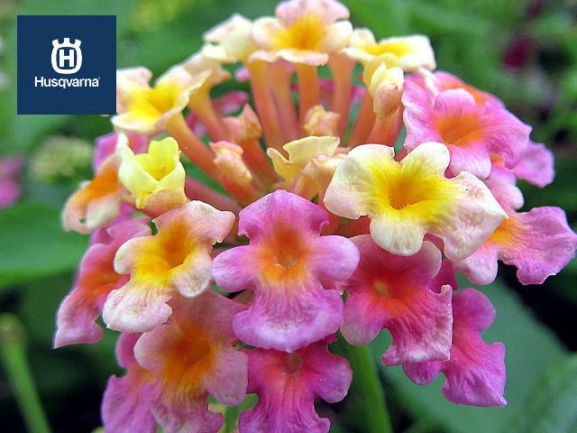 Lantana, la planta cuyas flores cambian de color con el paso del tiempo.