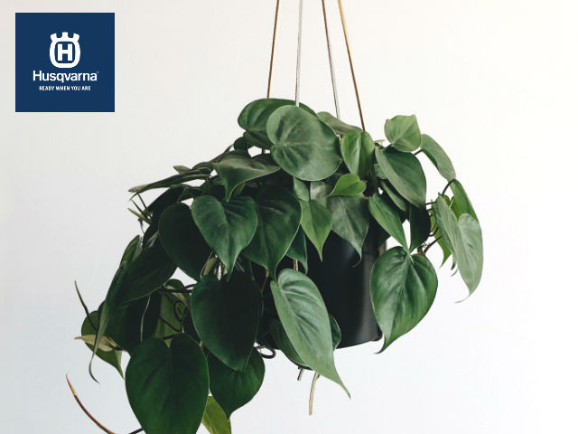 Pon un poto en tu casa, la planta colgante de decoración interior.