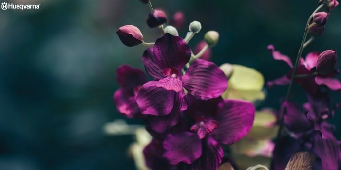 orquídea-dendrobium