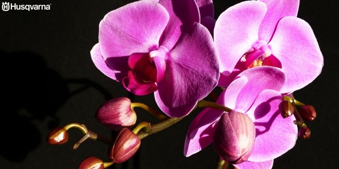orquídea-flor