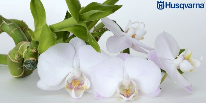 orquídeas-blancas