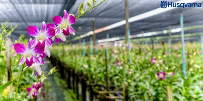 orquídeas-invernadero