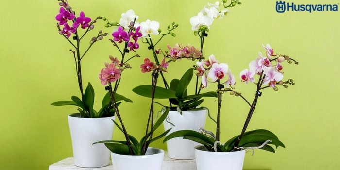 orquídeas-macetas
