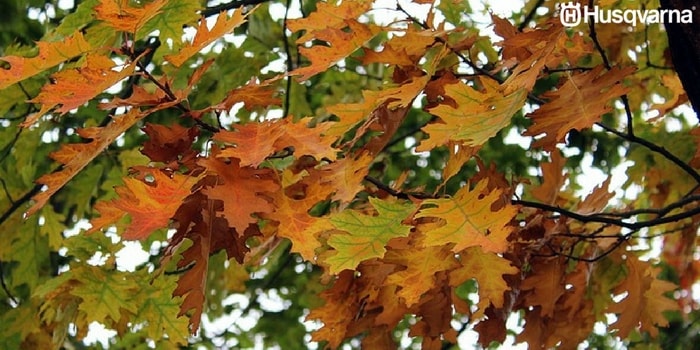quercus-pyrenaica-hojas